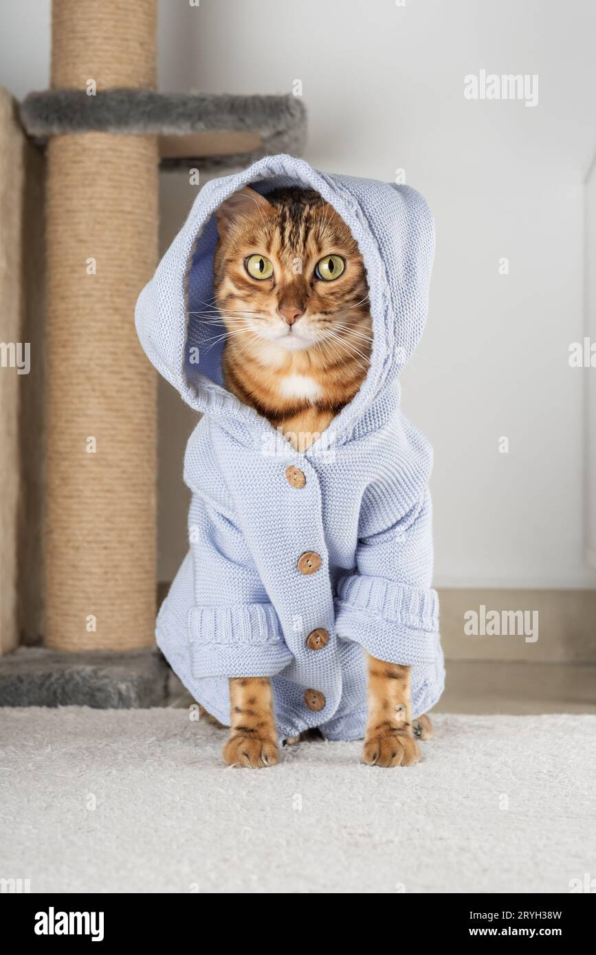 Rote Katze in einer Jacke auf dem Boden im Zimmer. Stockfoto