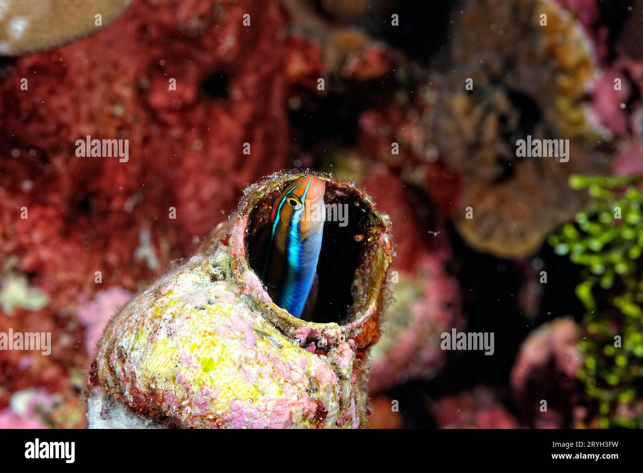 Ein wunderschönes Bild von einem Röhrenwurm Blenny Stockfoto