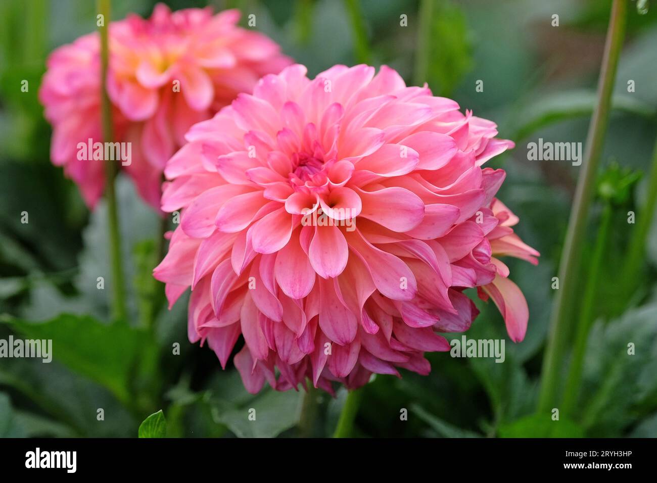 Dahlia „Belfloor“ in leuchtend korallenrosafarbener Blume. Stockfoto