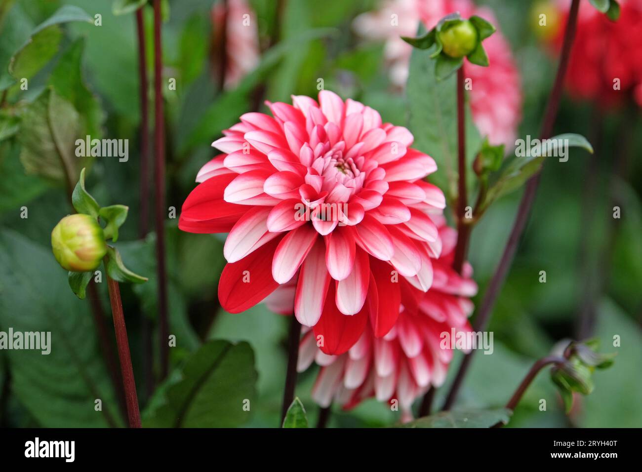 Rot-weiße, halbdoppelte dekorative Dahlie „Pacific Time“ in Blume. Stockfoto