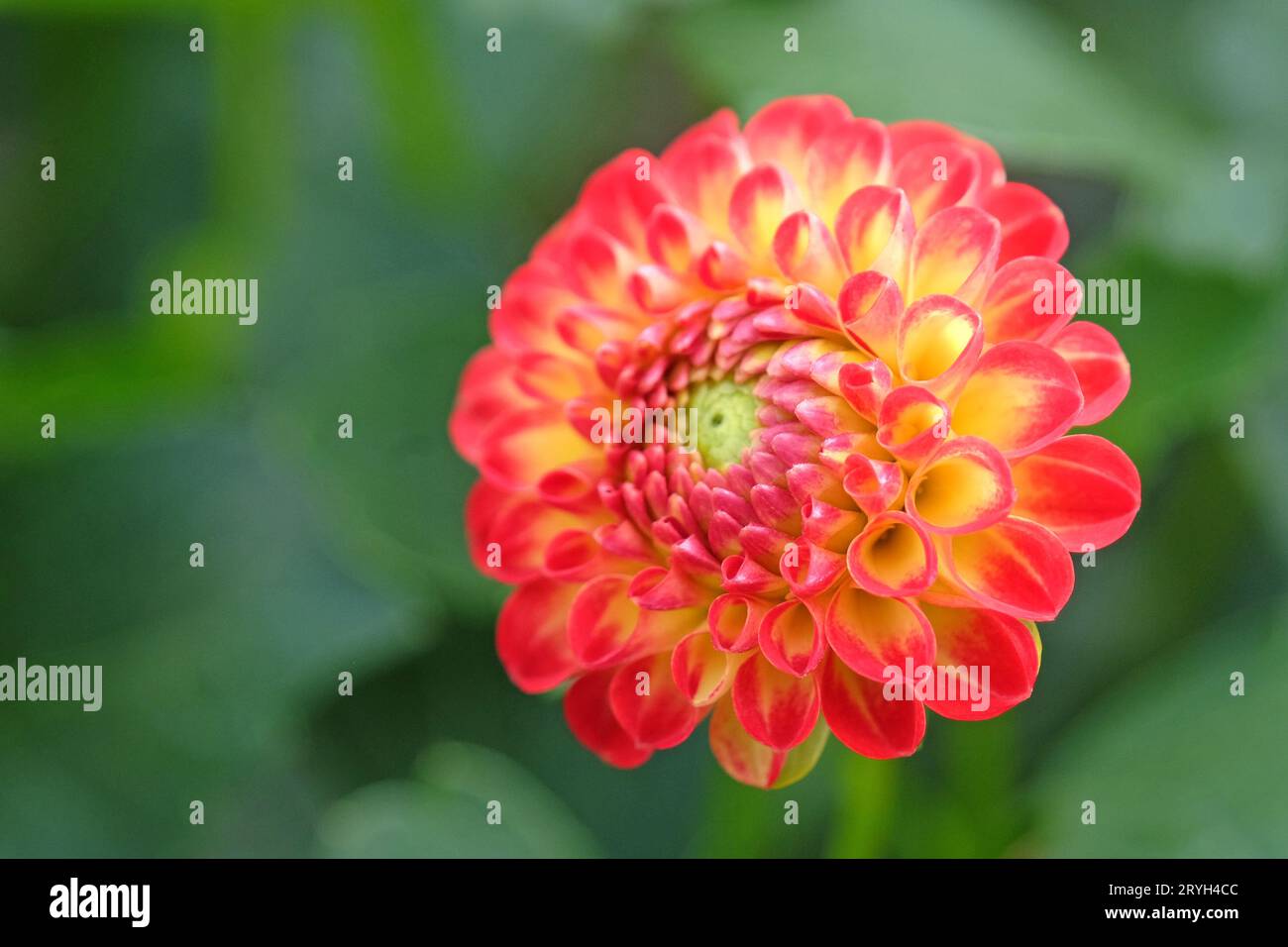 Kleine rote und gelbe Pompon Dahlia ÔKasasagiÕ in Blüte. Stockfoto