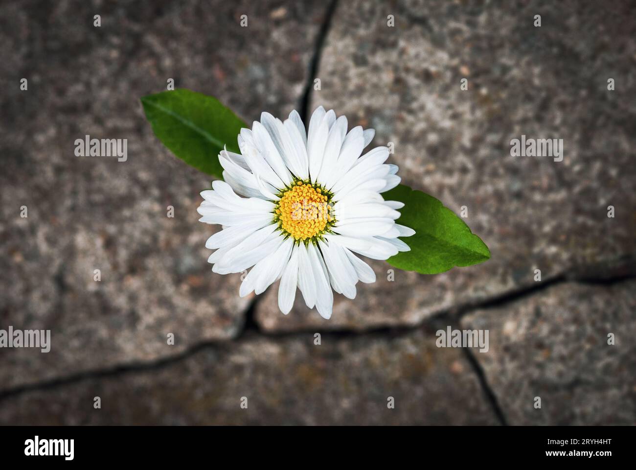 Weiße Blume, die in zerbrochenem Stein wächst, Symbol für die Widerstandsfähigkeit des Lebens Stockfoto