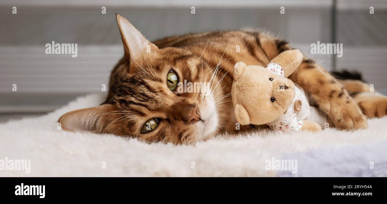 Bengalkatze und Kuscheltier schlafen zusammen. Haustiere. Tierpflege. Stockfoto