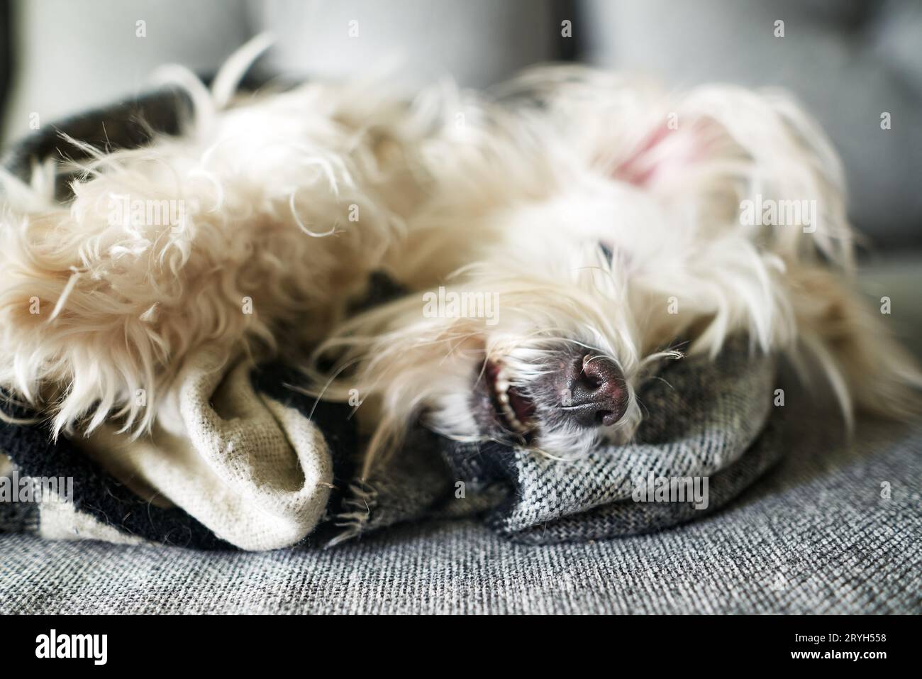 Süßer flauschiger weißer Hund, der zu Hause unter Wolldecke im Bett liegt Stockfoto