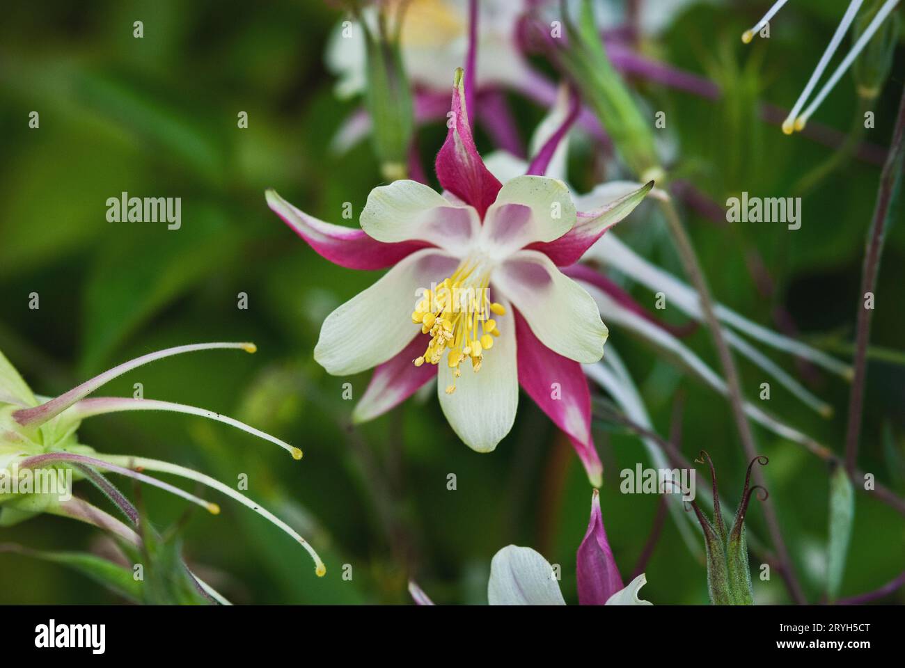 European Columbine, Aquilegia Vulgaris, weiße rote Blumen im Frühlingsgarten Stockfoto