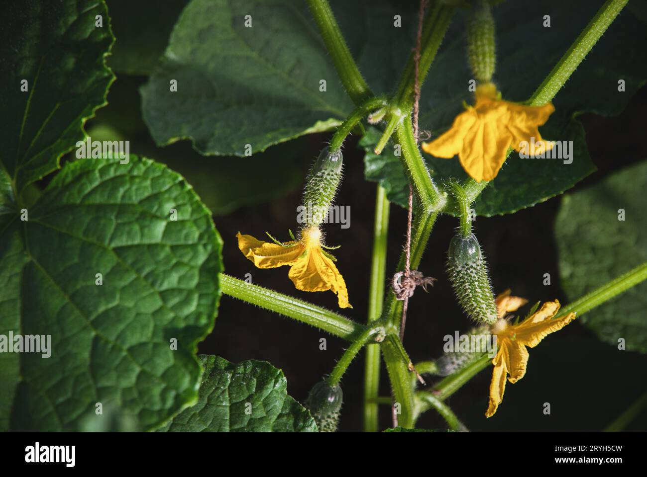 Gurkenpflanze mit kukes und Blumen im Gewächshaus Stockfoto