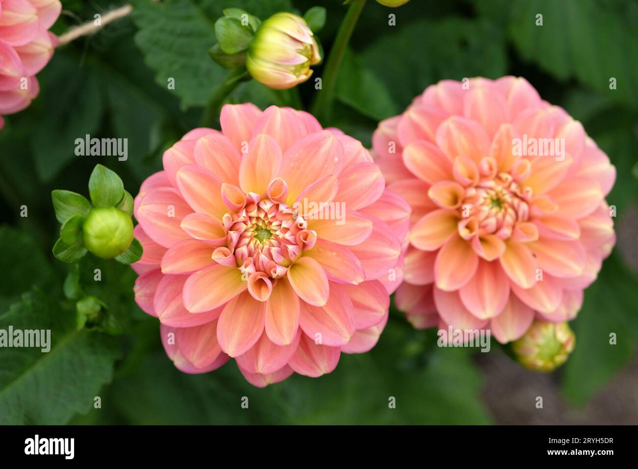 Lachsrosa Seerose Dahlia Milena Fleur in Blume. Stockfoto