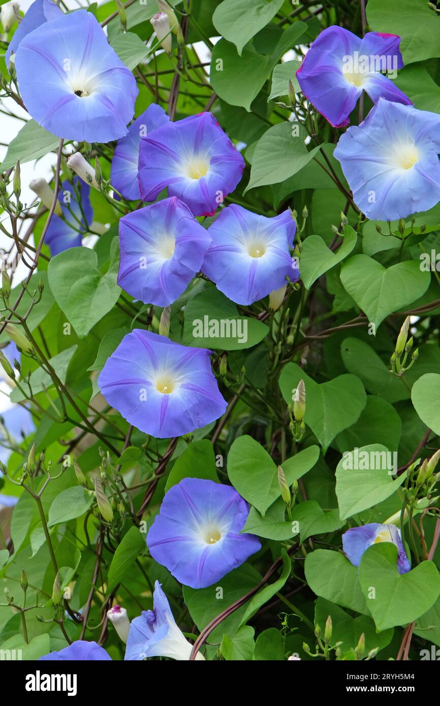 Hellblaues mexikanisches Morning Glory Ôheavenly blueÕ in Blume. Stockfoto