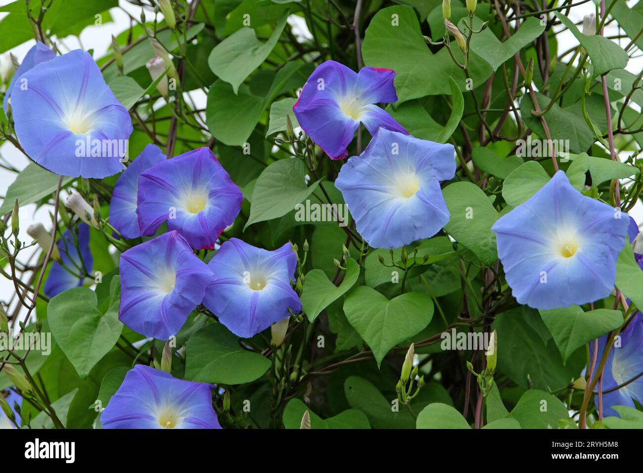 Hellblaues mexikanisches Morning Glory Ôheavenly blueÕ in Blume. Stockfoto