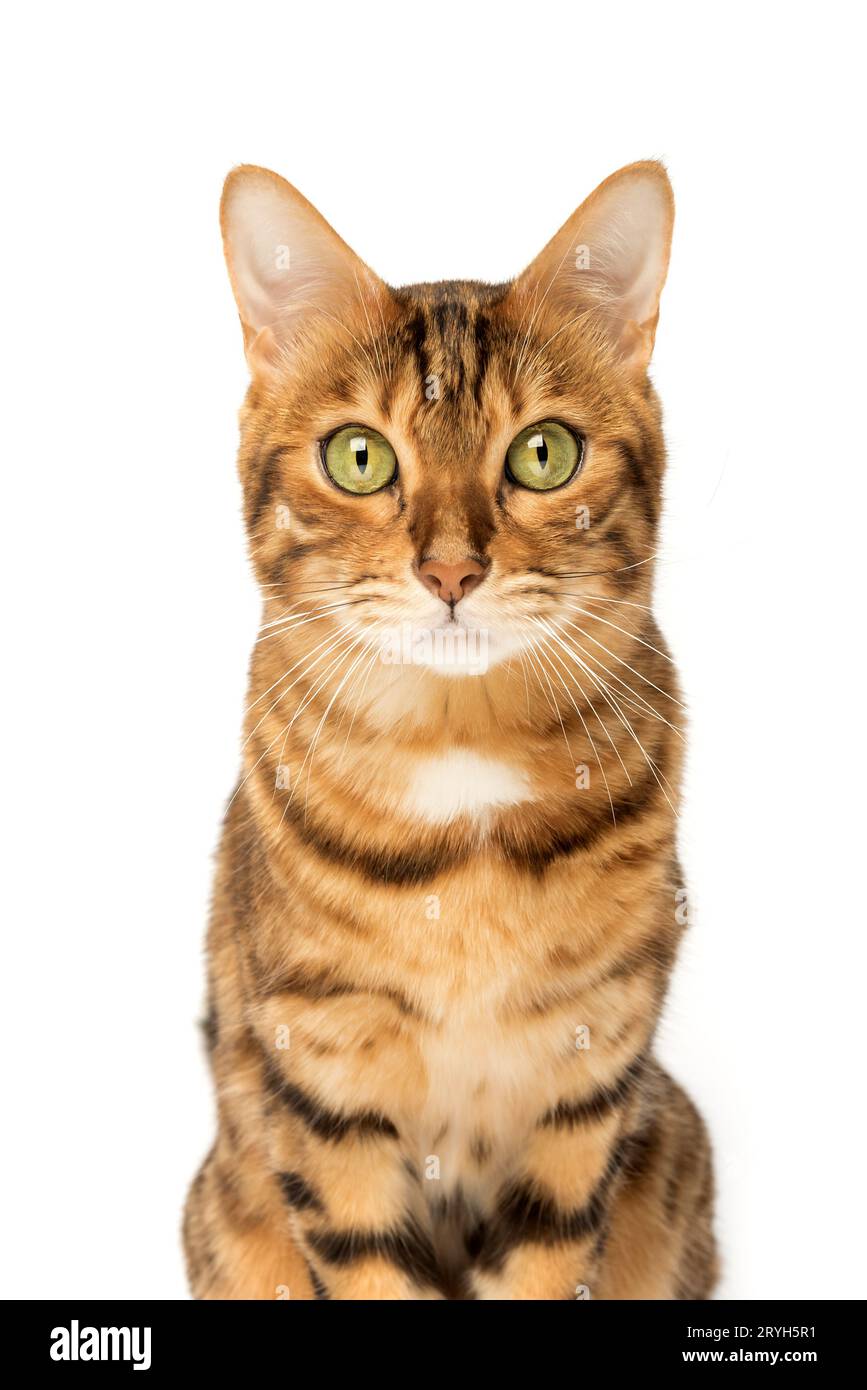 Studio-Aufnahmen von bengalischen Katzen, weißer Hintergrund Stockfoto