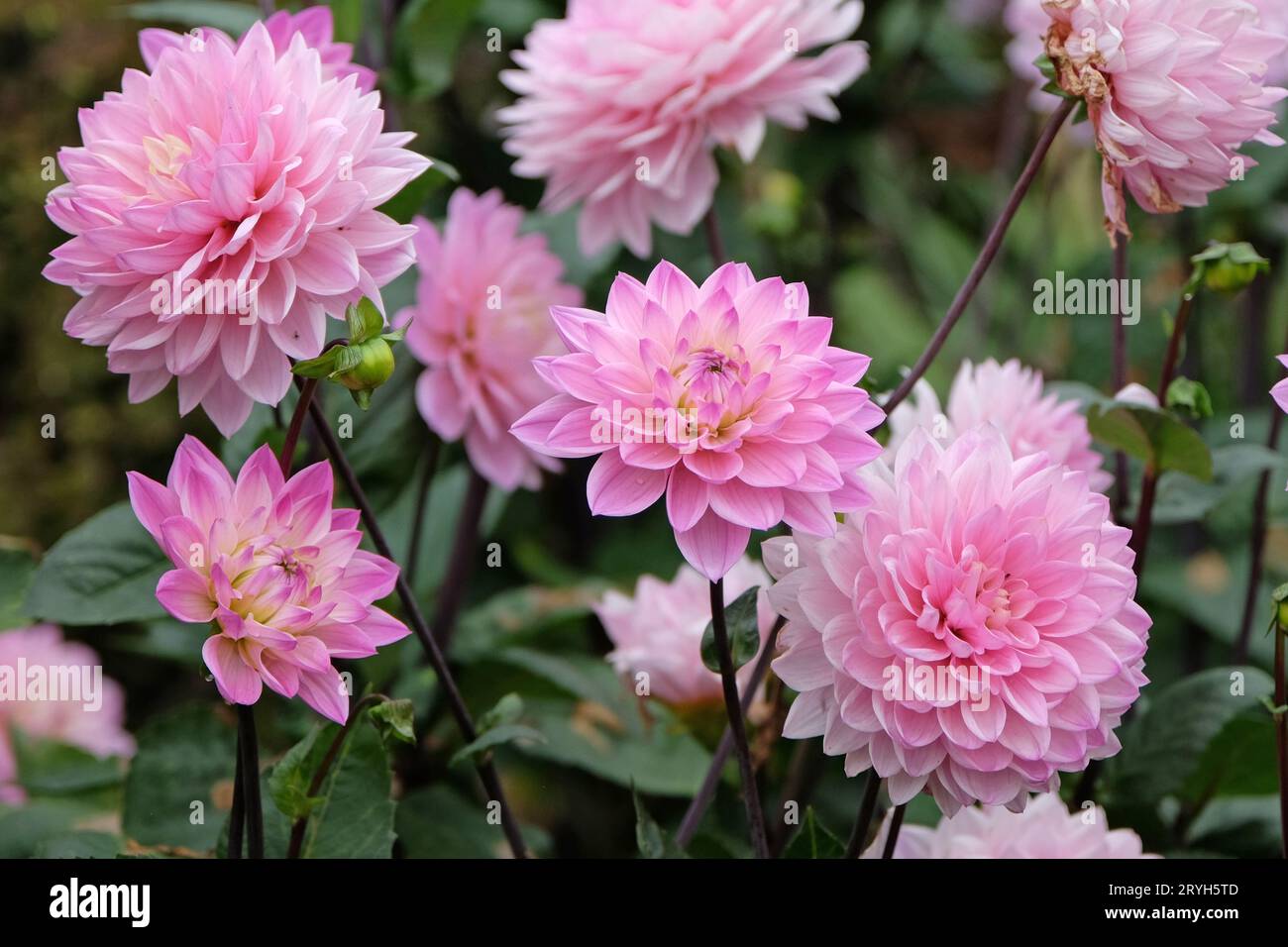 Blassrosa dekorative Dahlia Melody Harmony in Blume. Stockfoto