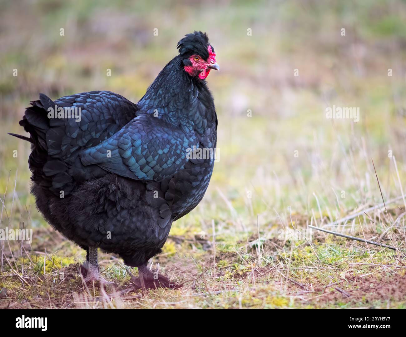 Nahaufnahme von schwarzem Huhn auf einer Farm in der Natur. Huhn auf einer Freiwurffarm. Huhn geht auf dem Hof der Farm. Der Begriff des ländlichen Raums Stockfoto