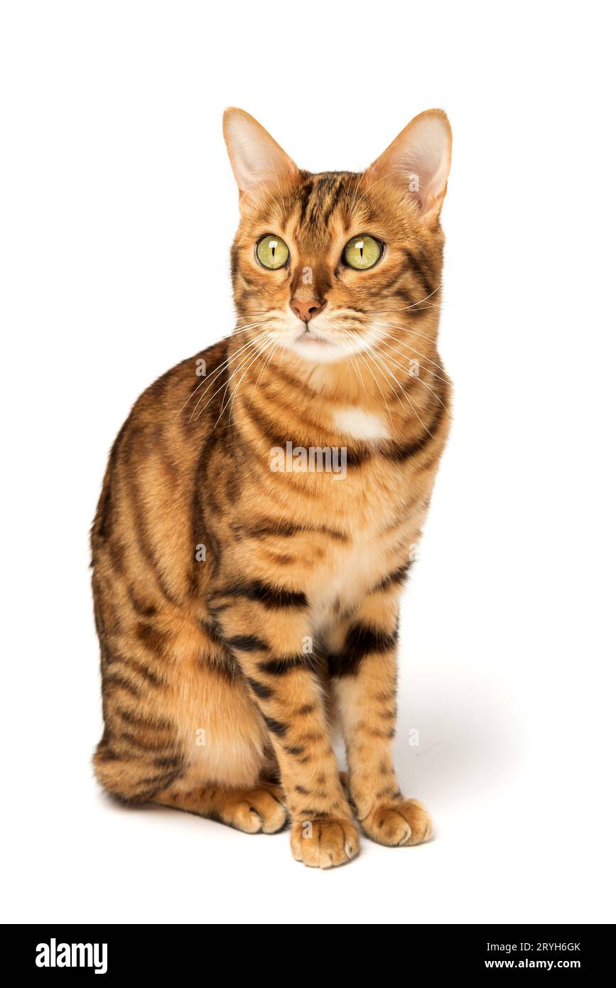 Bengalische Katze auf weißem Hintergrund, flauschig orange, schwarz gestreift, Haustier, große schöne Katze Stockfoto
