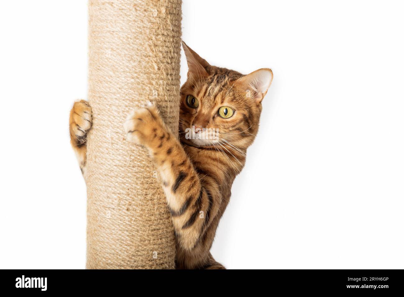 Bengalische Katze und Kratzbaum isoliert auf weißem Hintergrund. Stockfoto