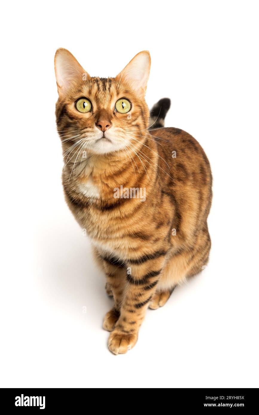 Bengalische Katze auf weißem Hintergrund, flauschig orange, schwarz gestreift, Haustier, große schöne Katze Stockfoto