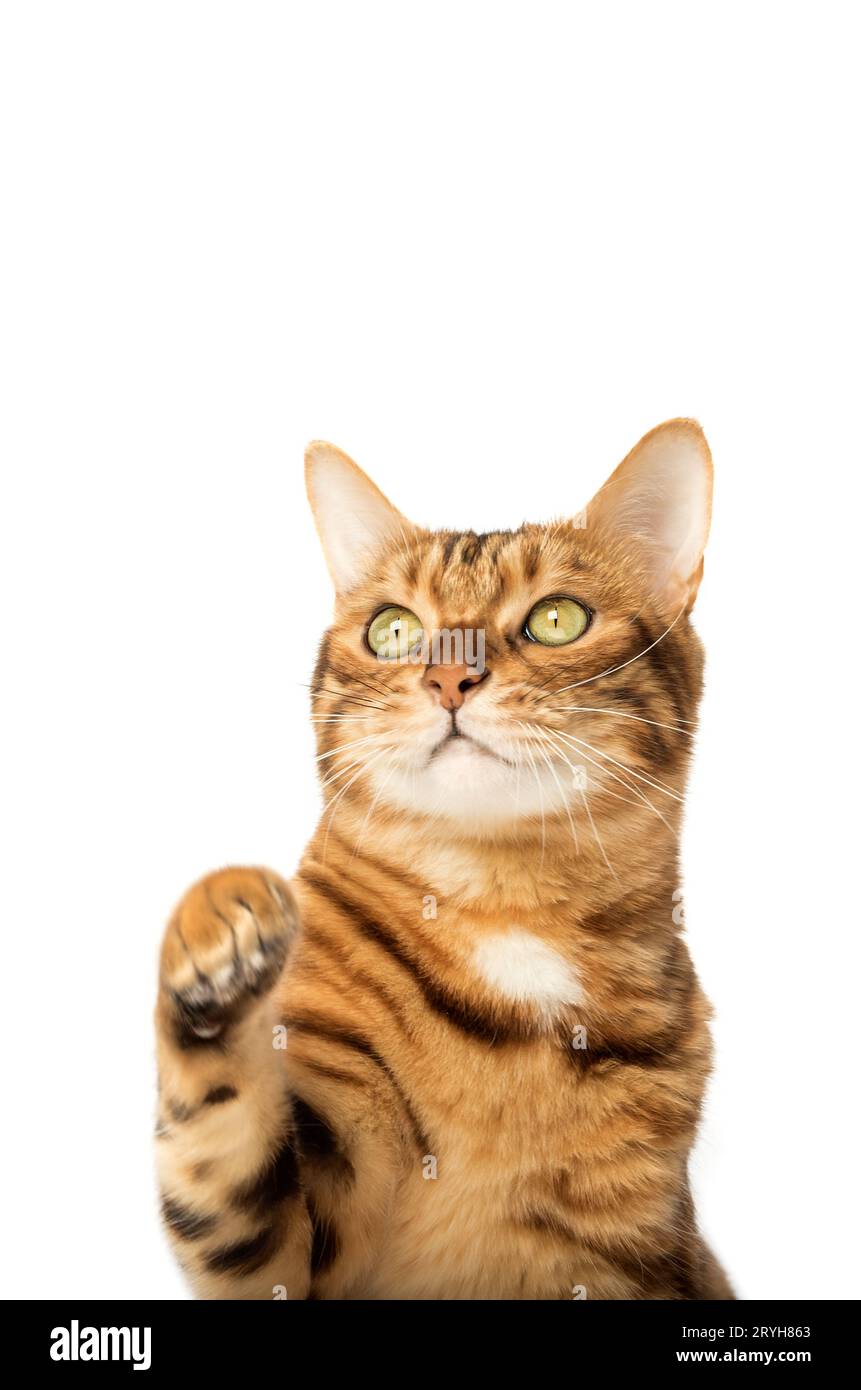 Studio-Aufnahmen von bengalischen Katzen, weißer Hintergrund Stockfoto