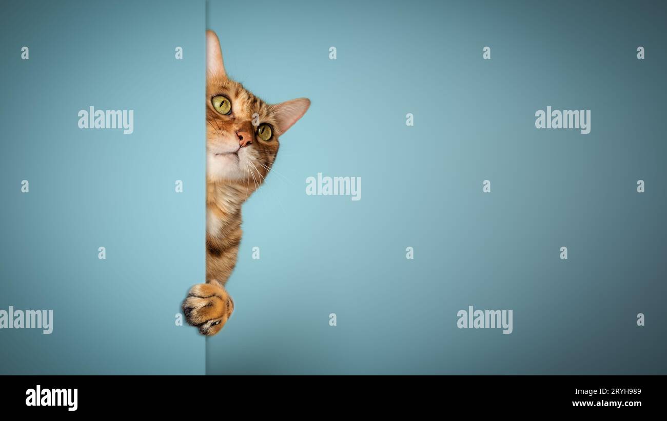 Nahporträt einer Katze auf weißem Hintergrund. Stockfoto