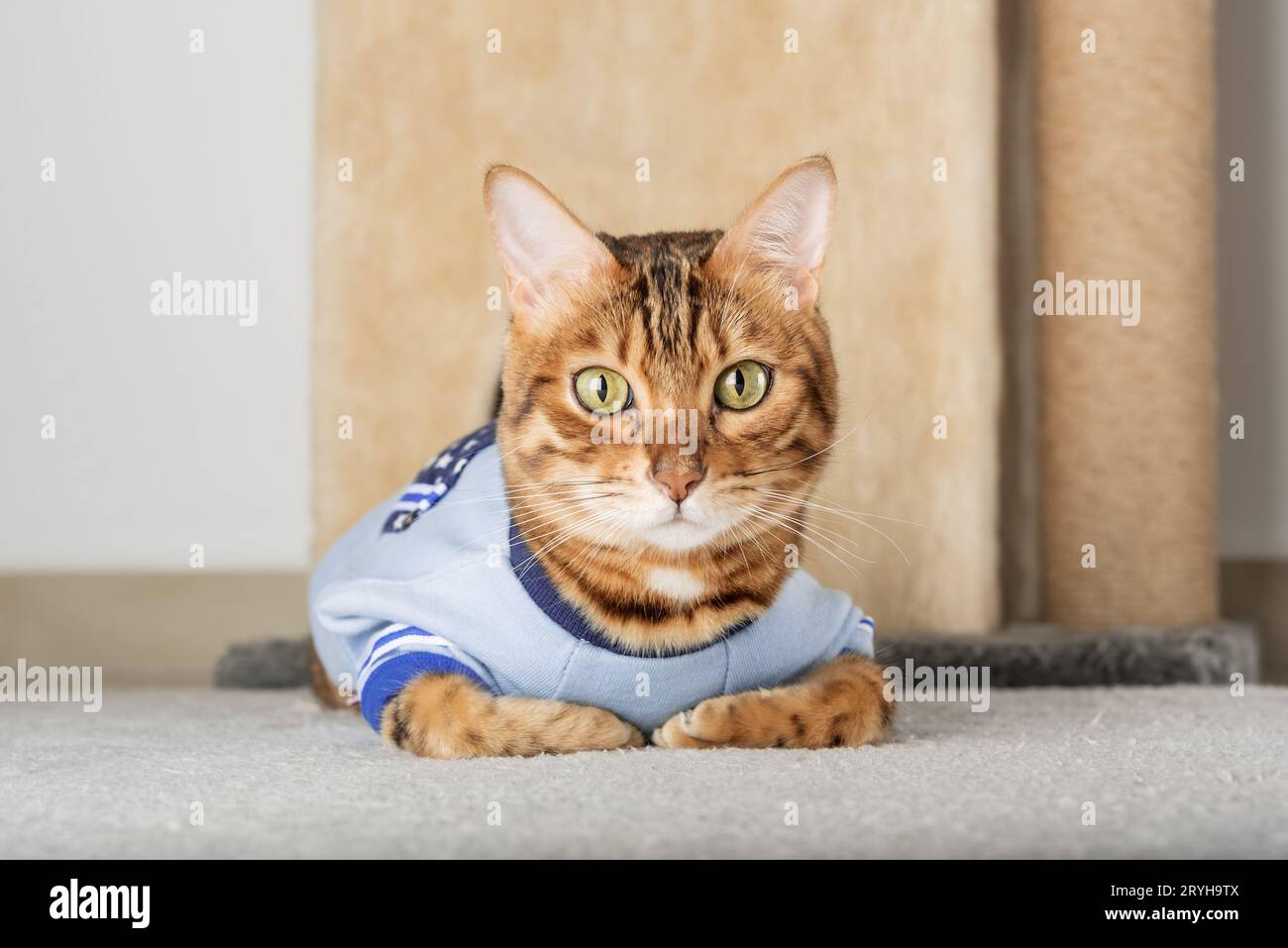Rote Katze in einer Jacke auf dem Boden im Zimmer. Stockfoto