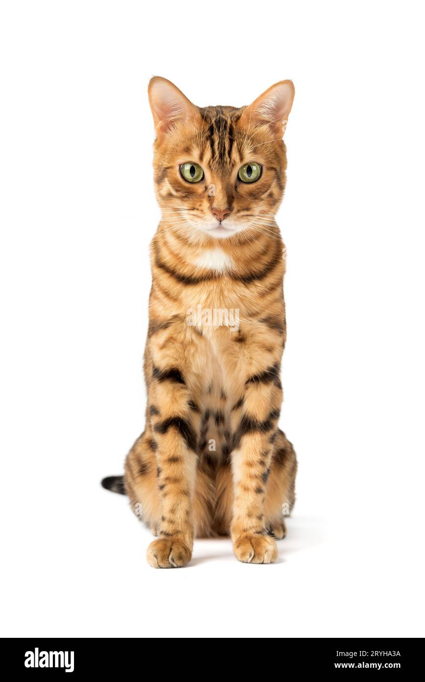 Bengalische Katze auf weißem Hintergrund, flauschig orange, schwarz gestreift, Haustier, große schöne Katze Stockfoto