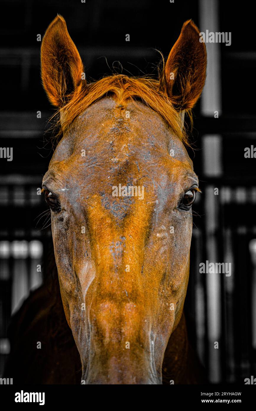 Cooles braunes Pferd Stockfoto