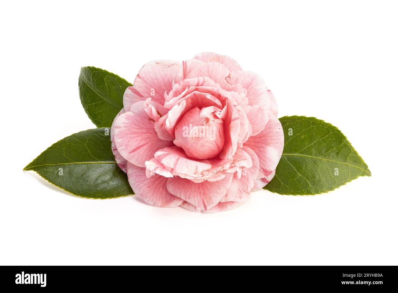 Rosa Kamelienblüte und Blätter isoliert auf weißem Hintergrund Stockfoto