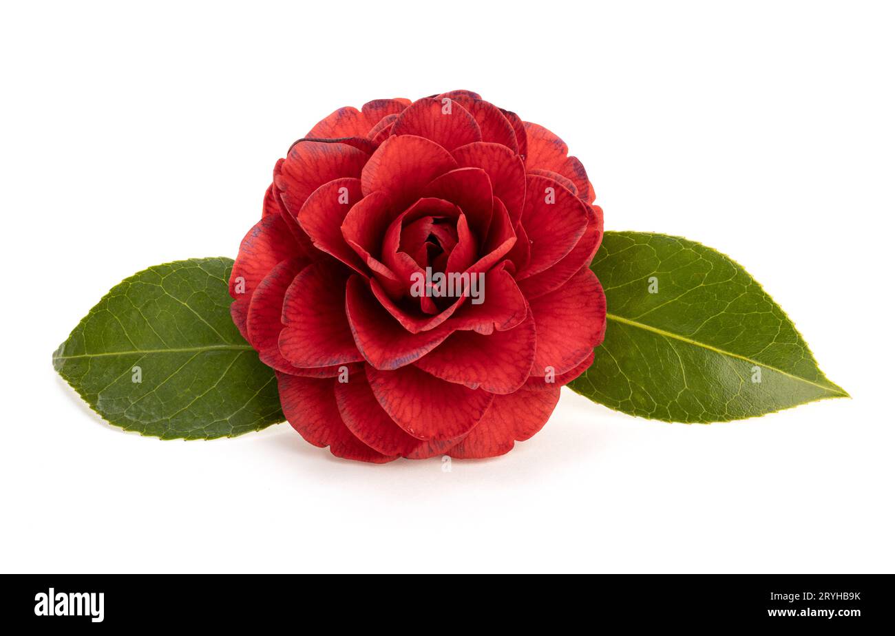 Rote Kamelienblüte und Blätter isoliert auf weißem Hintergrund Stockfoto