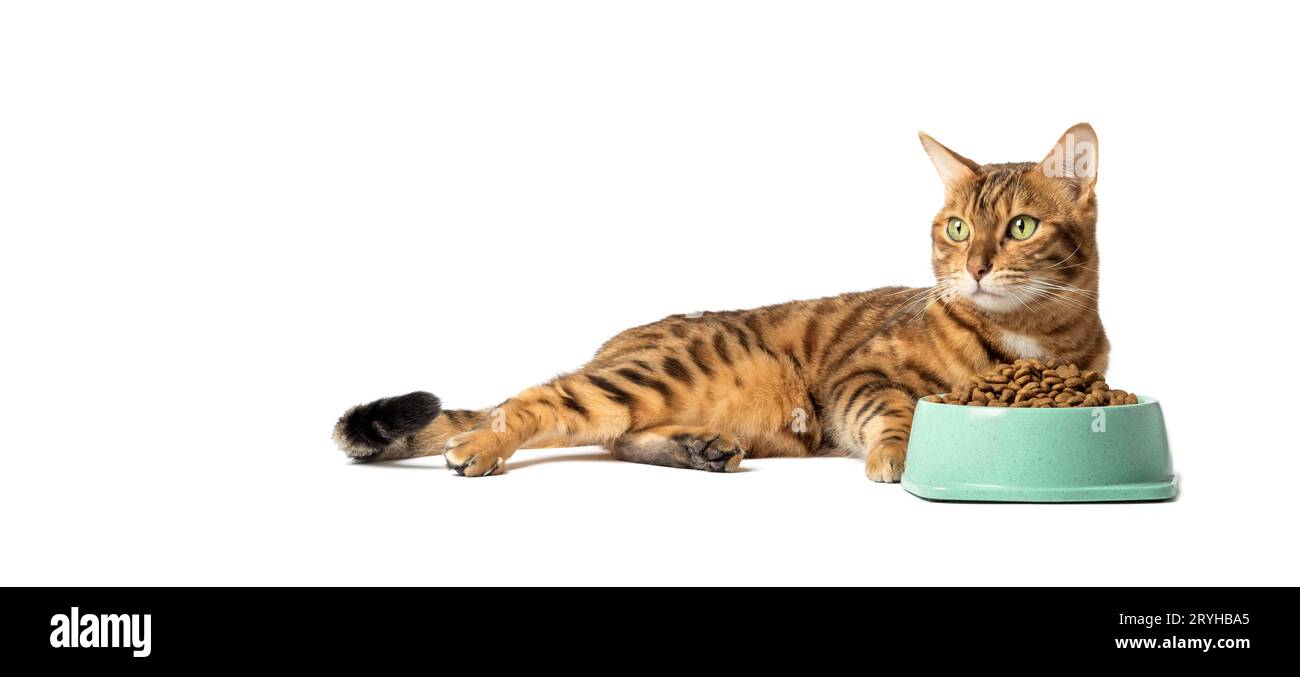 Eine Katze auf weißem Hintergrund isst Futter aus einer Schüssel Stockfoto
