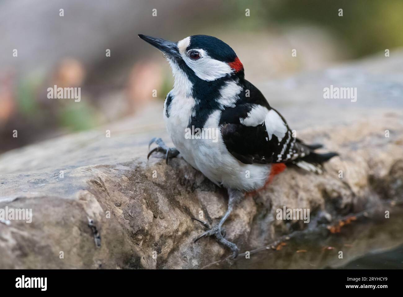 Toller Fleckenspecht, Dendrocopos Major, auf dem Boden in der Nähe einer Pfütze, Lleida, Katalonien, Spanien Stockfoto