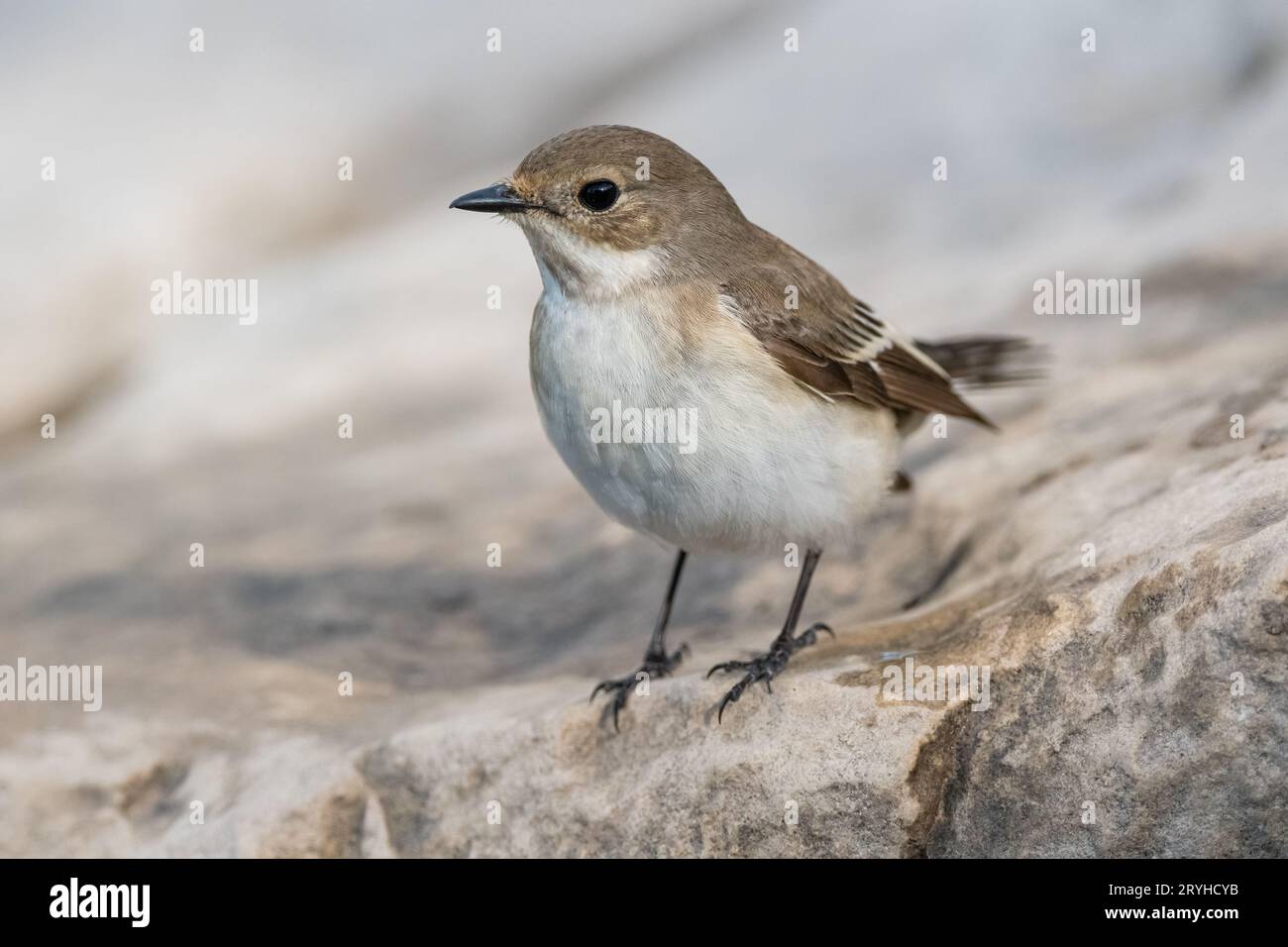 Europäischer Fliegerfänger, Ficedula hypoleuca, am Boden, Lleida, Katalonien, Spanien Stockfoto