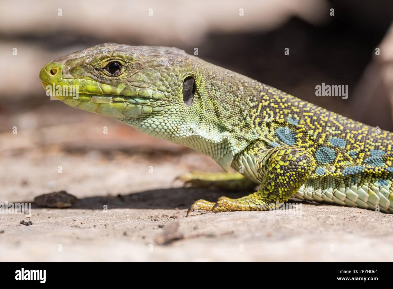 Jewelled Lizard, Timon lepidus, on a Rock, Lleida, Katalonien, Spanien Stockfoto