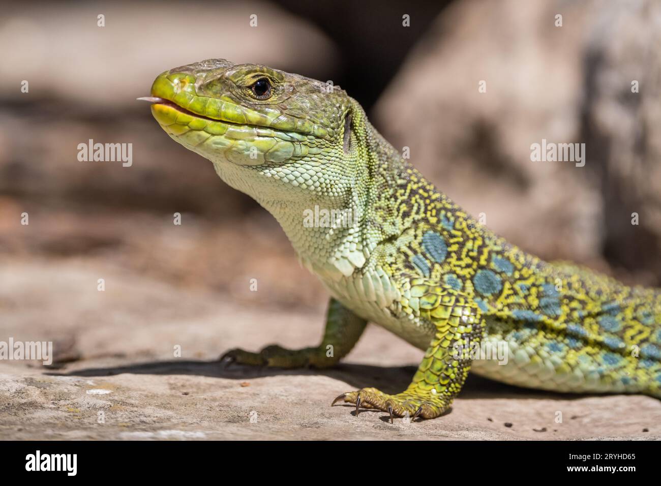 Jewelled Lizard, Timon lepidus, on a Rock, Lleida, Katalonien, Spanien Stockfoto