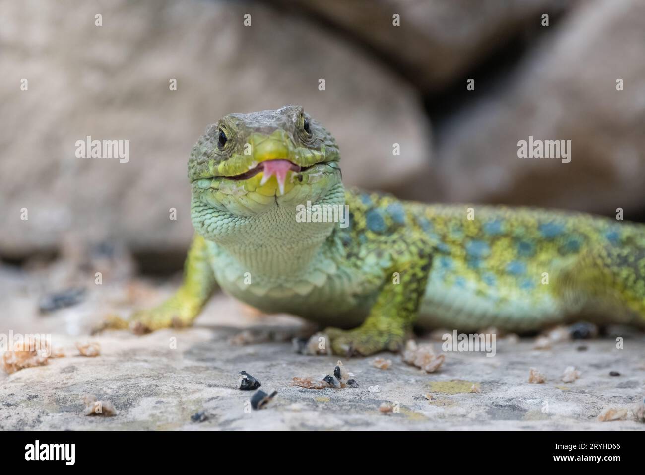 Jewelled Lizard, Timon lepidus, on a Rock racking Tongue, Lleida, Katalonien, Spanien Stockfoto