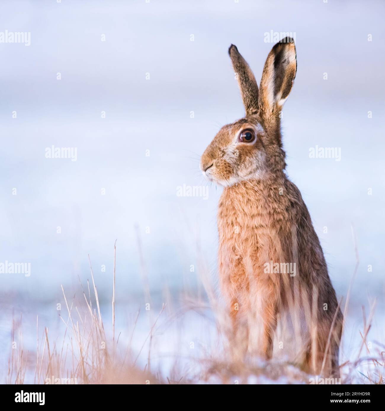 Kaninchen im Winter, Europäischer Hasen (Lepus europaeus) Stockfoto