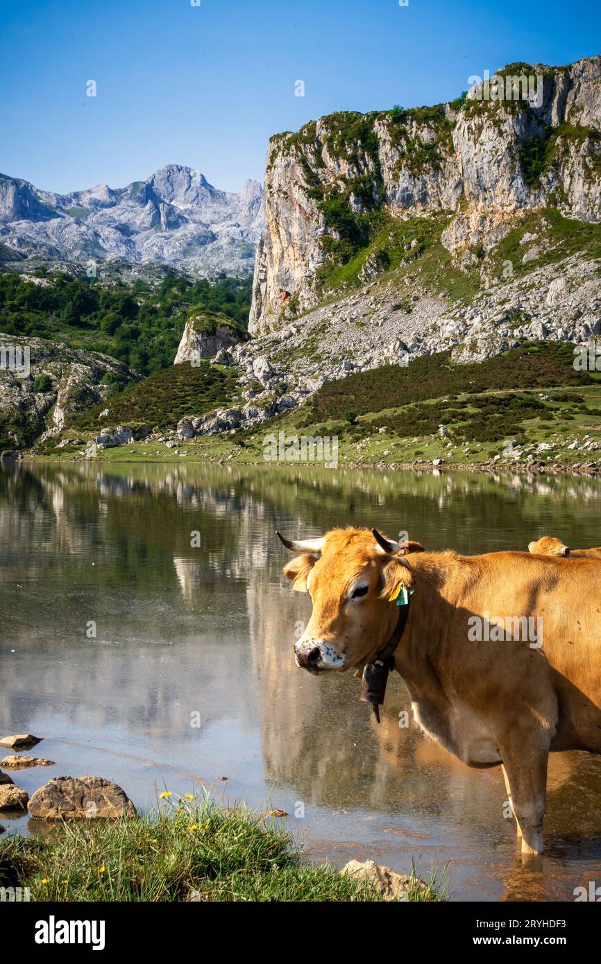 Kühe um den Ercina-See in Picos de Europa, Asturien, Spanien Stockfoto