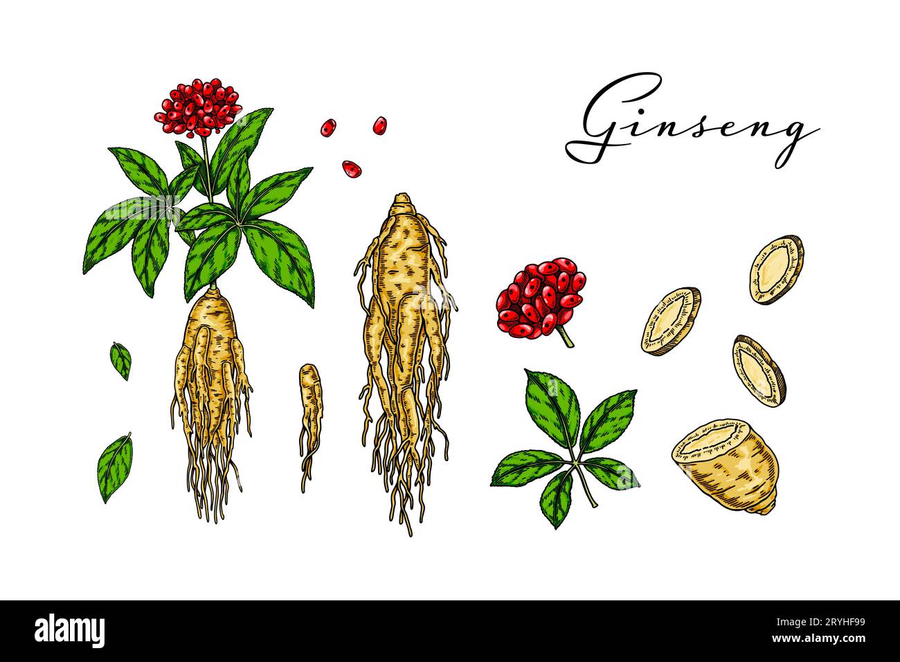 Set von handgezeichneten wilden Ginseng-Wurzel mit Blättern und Beeren isoliert auf weißem Hintergrund. Botanische Vektordarstellung im Skizzenstil für Verpackungen, Stock Vektor
