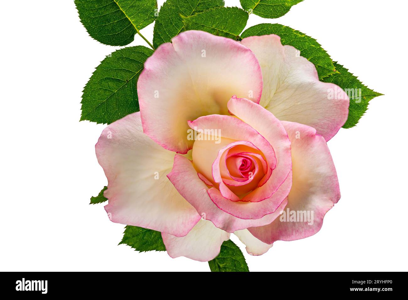 Ansicht einer einzelnen blühenden rosa Rose mit grünen Blättern isoliert auf weißem Hintergrund. Stockfoto