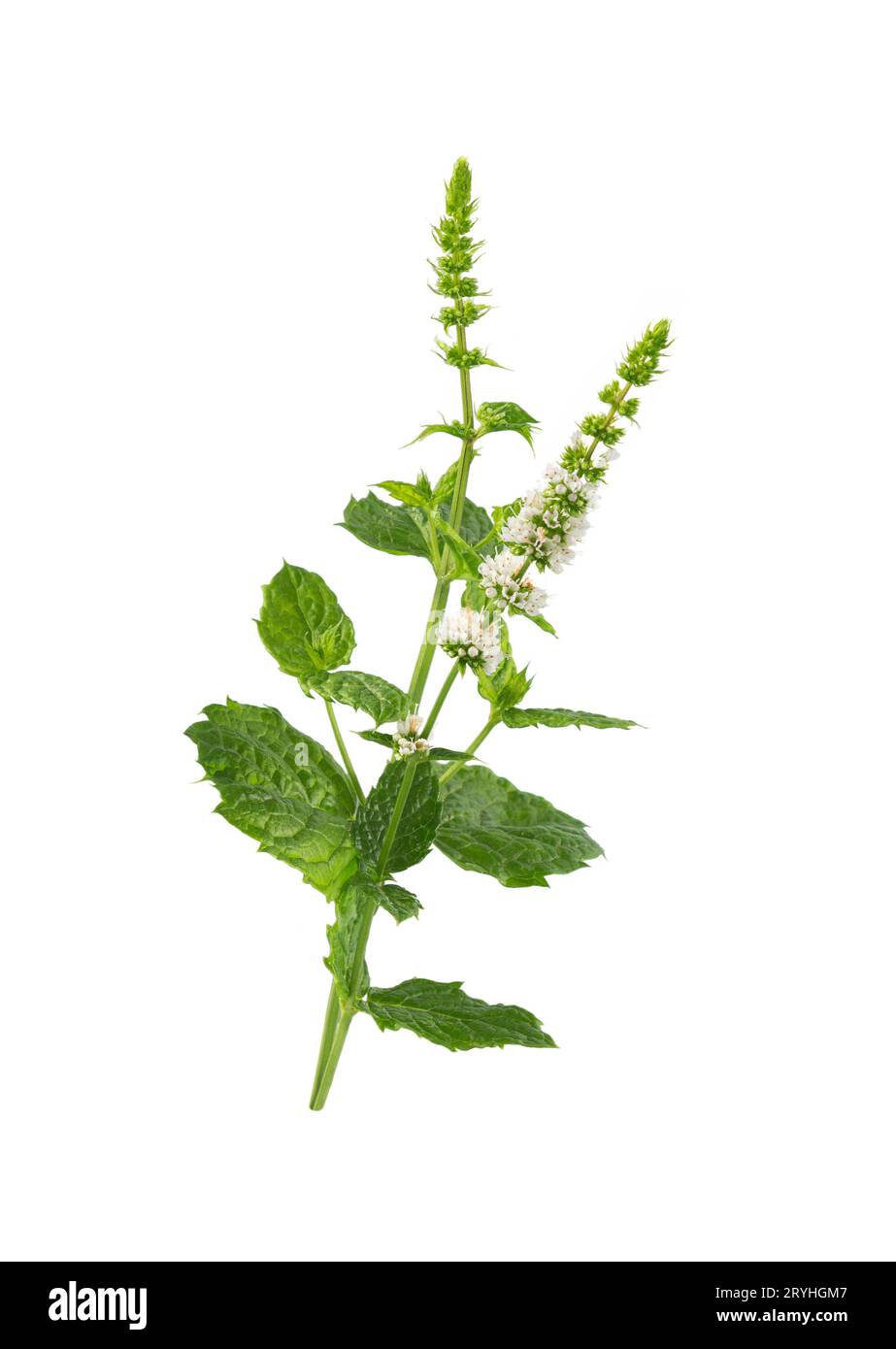 Minzblume isoliert auf weißem Hintergrund. Minzkraut. Stockfoto