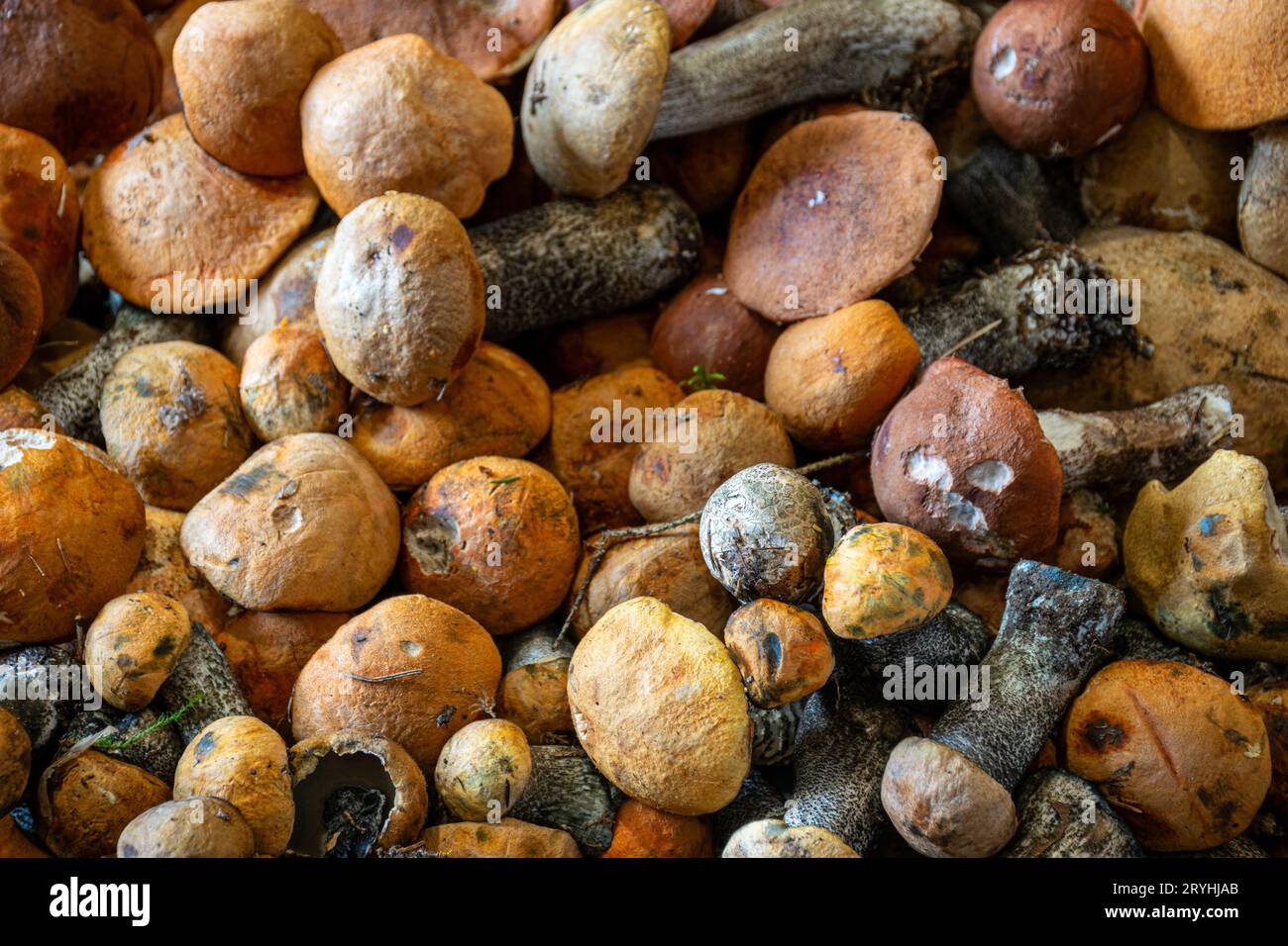 Gesunde, schöne essbare Pilze in verschiedenen Formen auf dem Tisch, zur Konservierung von Pilzen für die Ernährung, gesunde Ernährung, für Vegetarier geeignet Stockfoto