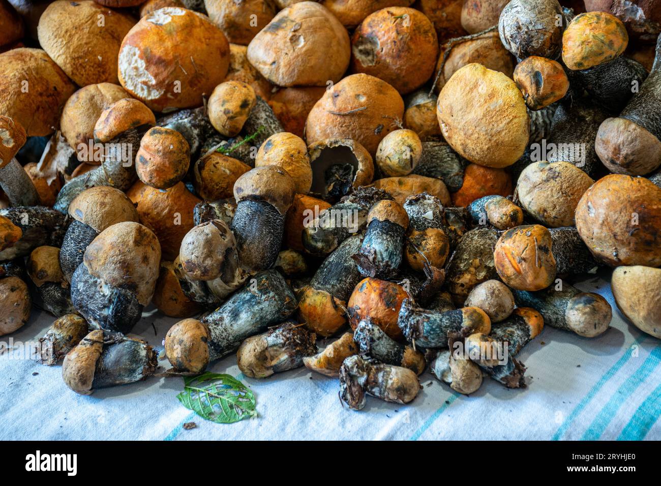 Gesunde, schöne essbare Pilze in verschiedenen Formen auf dem Tisch, zur Konservierung von Pilzen für die Ernährung, gesunde Ernährung, für Vegetarier geeignet Stockfoto