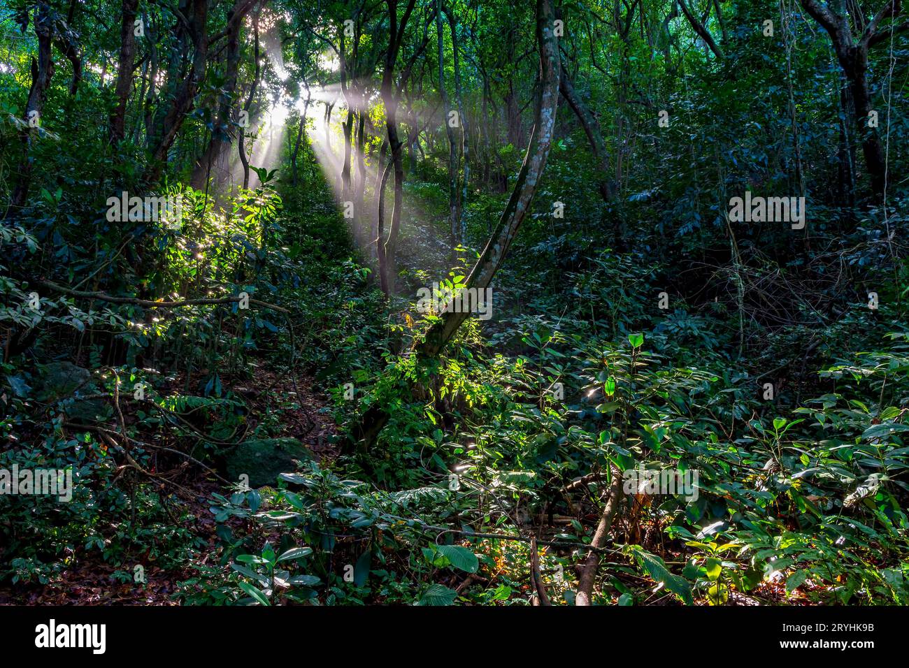 Licht strömt durch die Bäume des Regenwaldes Stockfoto