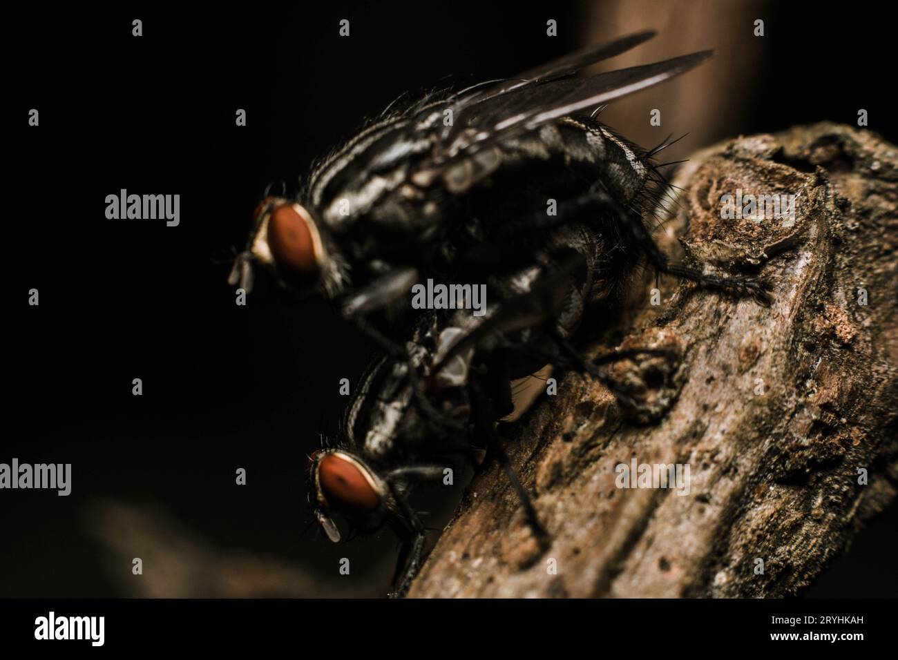 Paarungsfliegen auf Makrofotos in einem getrockneten Zweig Stockfoto