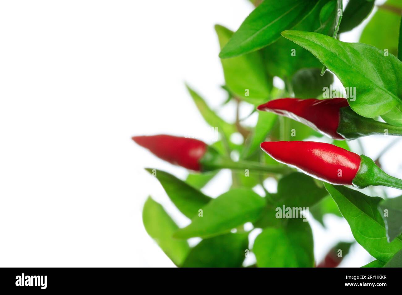 Rote Pfefferpflanze mit grünen Blättern auf weißem Hintergrund Stockfoto