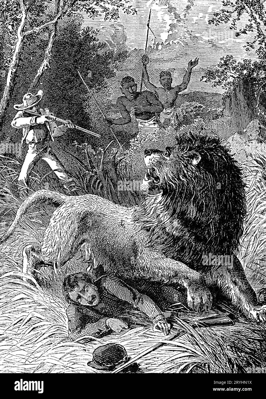 David Livingstone und der Löwe, 1844. Am 16. Februar 1844 verteidigten Mebalwe und Missionar David Livingstone (1813–1873) gemeinsam mit den Dorfbewohnern von Mabotsa ihre Schafe vor Löwen. Livingstone bekam einen klaren Schuss auf einen großen Löwen, aber während er ihn wieder beladen wollte, Griff er an, zerquetschte seinen linken Arm und zwang ihn zu Boden. Mebalwe rettete sein Leben, indem er versuchte, den Löwen zu erschießen. Er wurde auch gebissen. Ein Mann, der versucht hat, es zu spinnen, wurde angegriffen, kurz bevor es tot fiel. Stockfoto