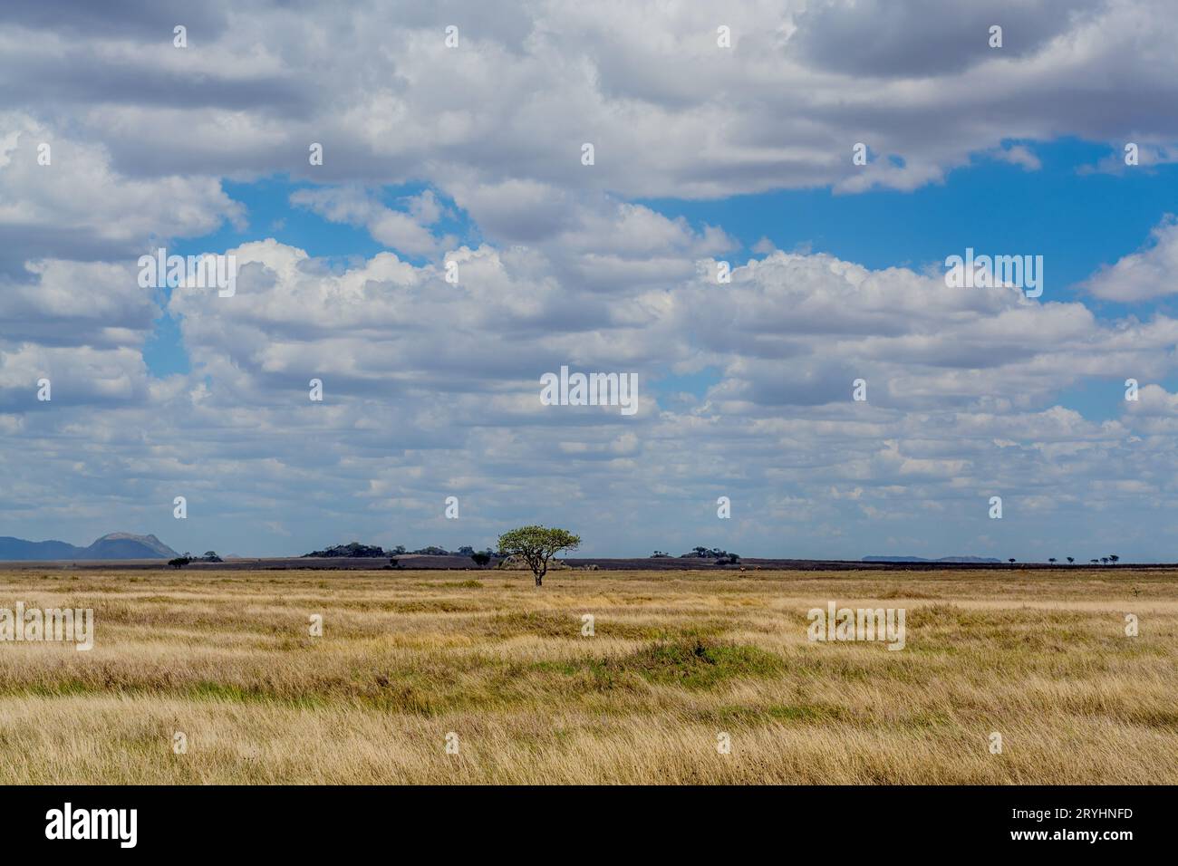 Savannah-Landschaft im Serengeti-Nationalpark Stockfoto
