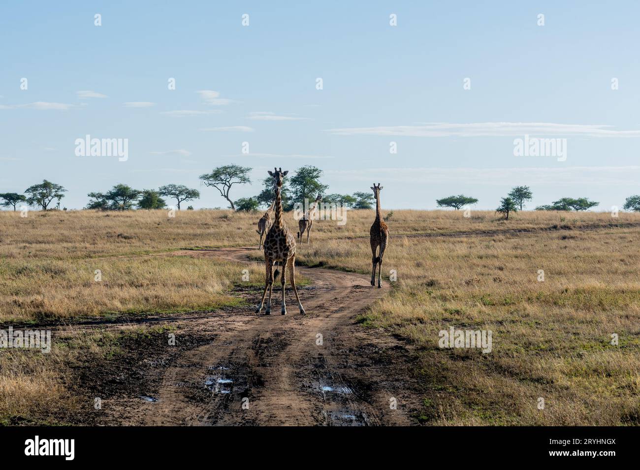 Wilde Giraffen im Serengeti-Nationalpark im Herzen Afrikas Stockfoto