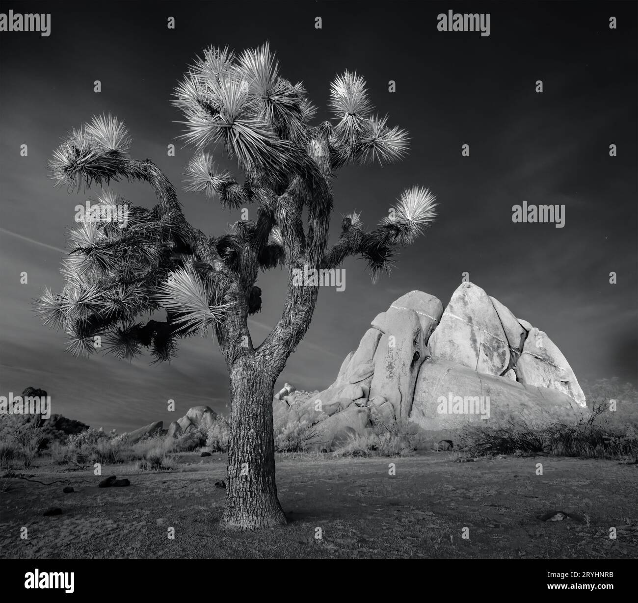 Foto eines Joshua-Baums, der im Joshua Tree-Nationalpark, Kalifornien, im Mondlicht erleuchtet wird. Aufgenommen auf einem Canon R5 mit einer Sensorkonvertierung mit einem 720-nm-Eingang Stockfoto