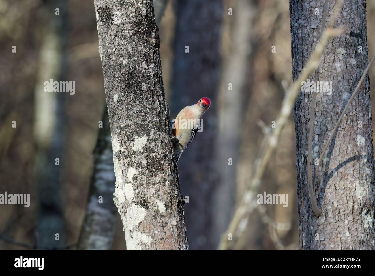 Der Rotbauchspecht (Melanerpes carolinus) Stockfoto