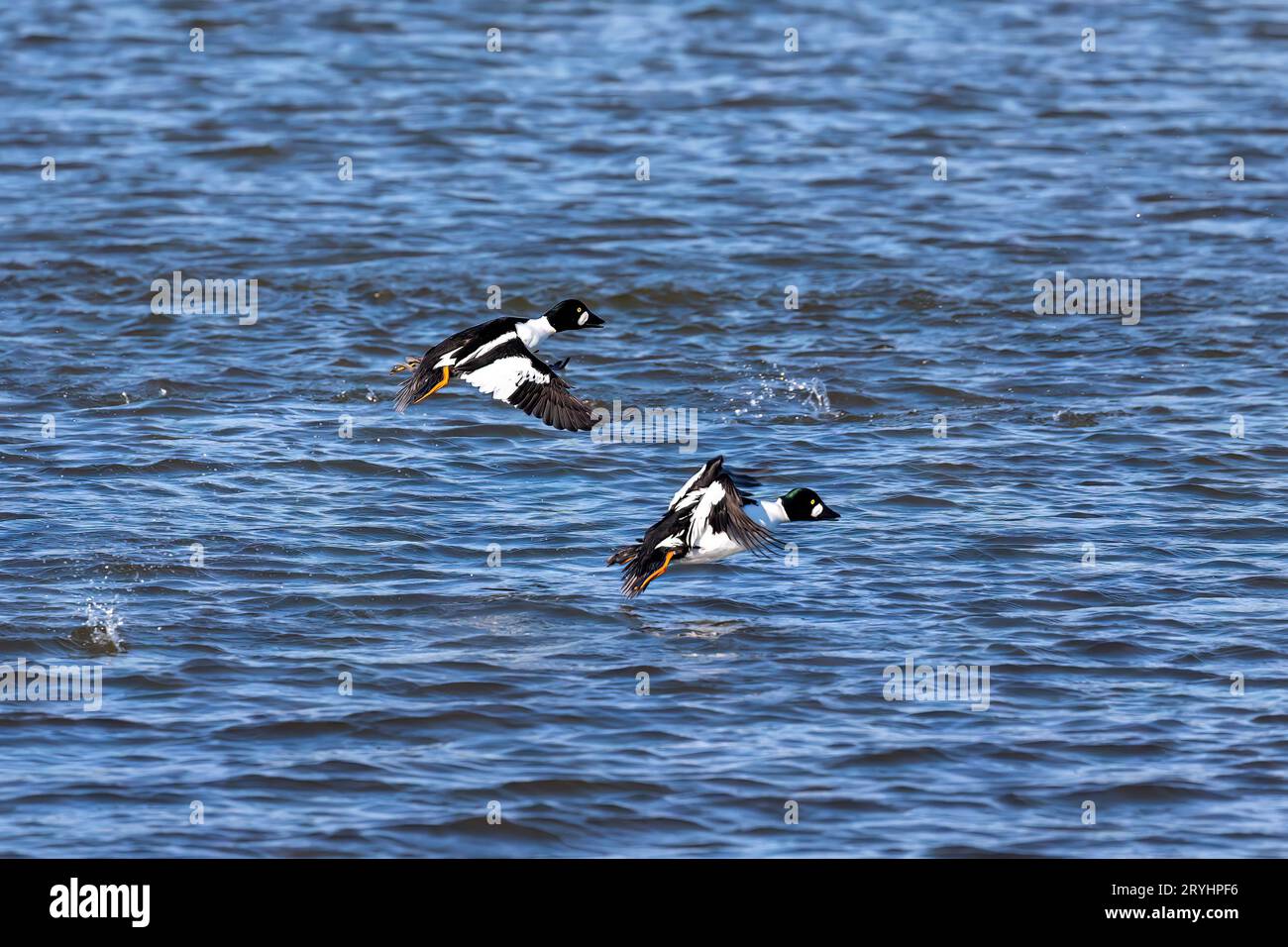 Das Goldauge (Bucephala clangula) im Flug Stockfoto