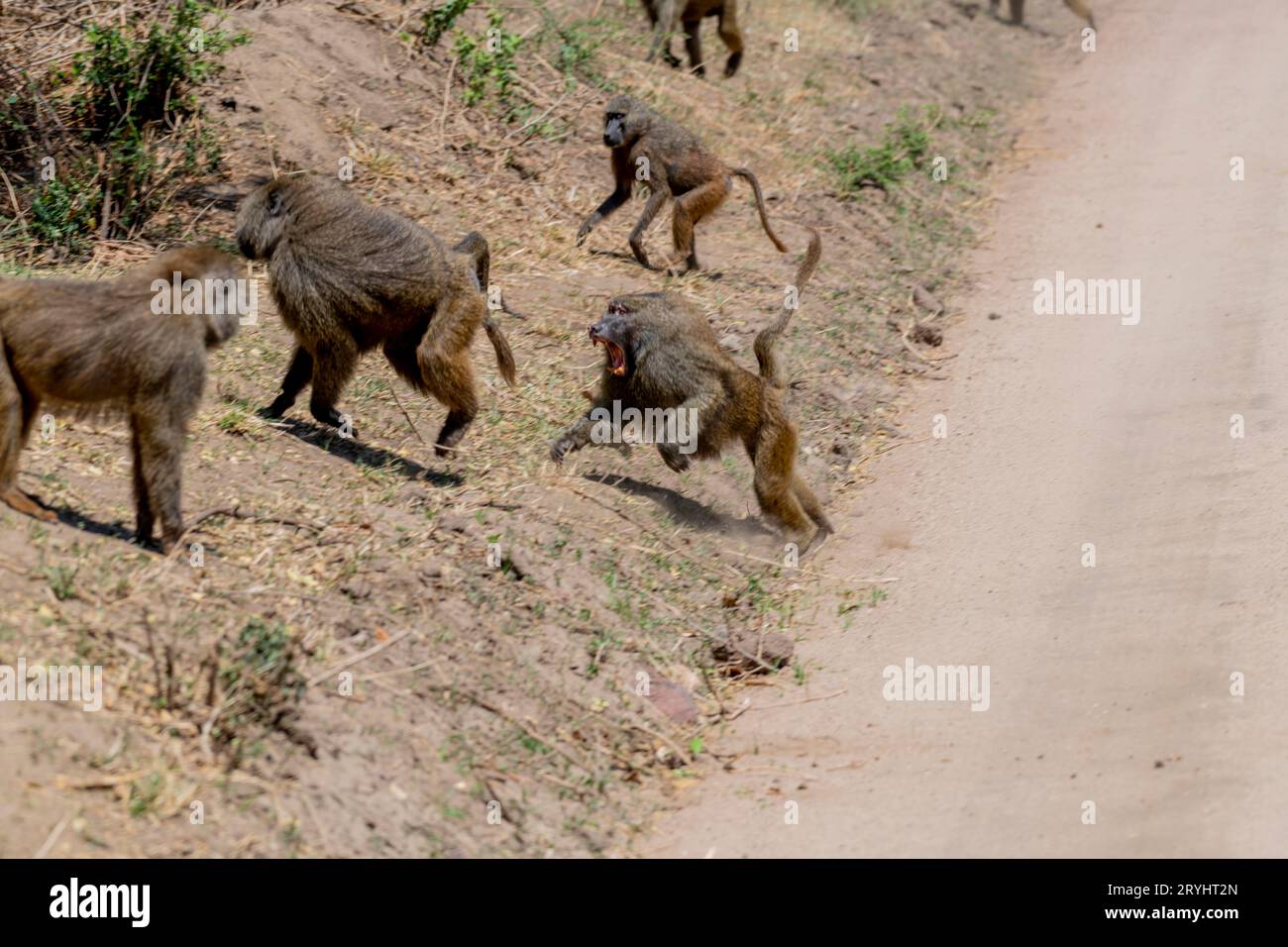 Wilde Affen in der afrikanischen Savanne Stockfoto
