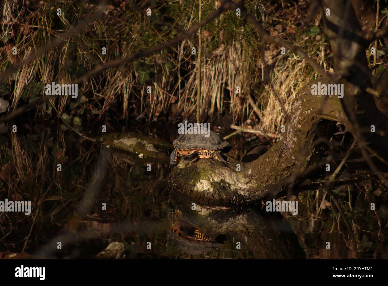 Eine Gelbbbauchschildkröte oder Terrapin befindet sich auf dem Stamm eines gefallenen Baumes, der im Süßwasserkanal neben einem grasbewachsenen Flussufer bei Sonnenbaden liegt. Stockfoto